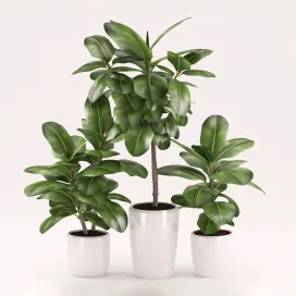 Rubber plants with ceramic pot